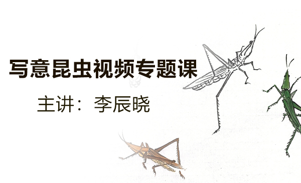 写意昆虫视频专题课